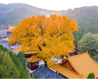 泉城賞紅葉,這樣游覽體驗(yàn)最佳!